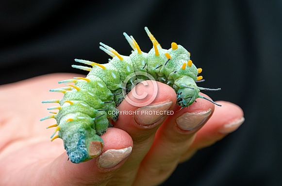 The caterpillar of the Atlas moth