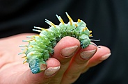 The caterpillar of the Atlas moth