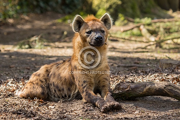 Hyena