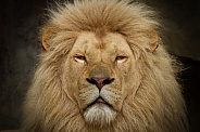 Closeup Lion