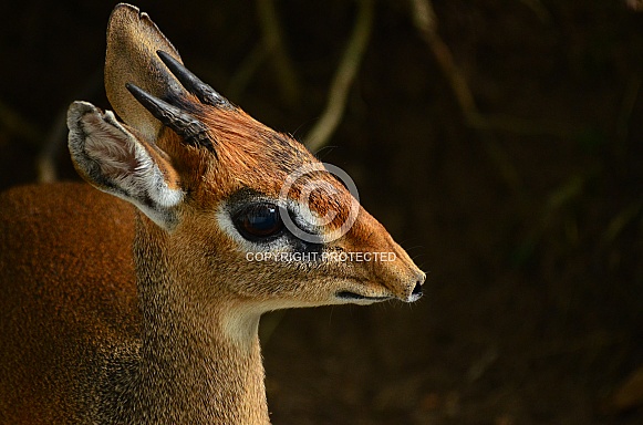 Dik-dik