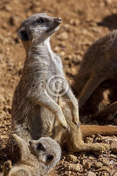 Meerkat - Kalahari Desert - Botswana Meerkat - Kalahari Desert - Botswana