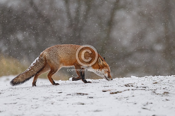 Red fox in wintertime