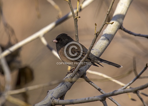 Dark-eyed Junco Dark-eyed Junco