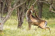 Fallow Deer