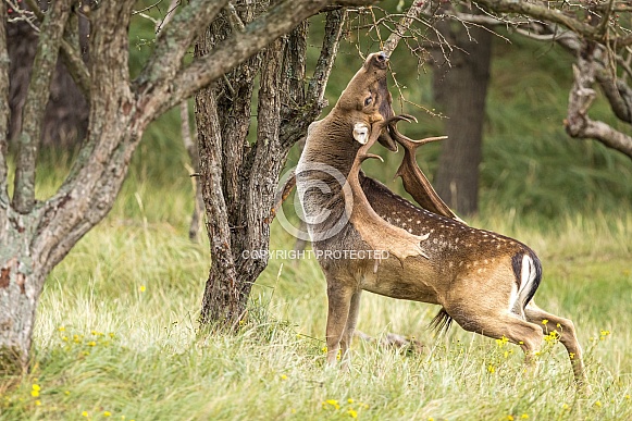 Fallow Deer Fallow Deer