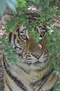 Amur Tiger hiding in bush