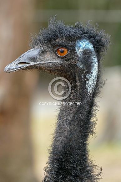 Emu Emu