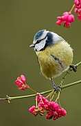 The Eurasian blue tit (Cyanistes caeruleus)