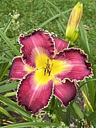 Red Daylily