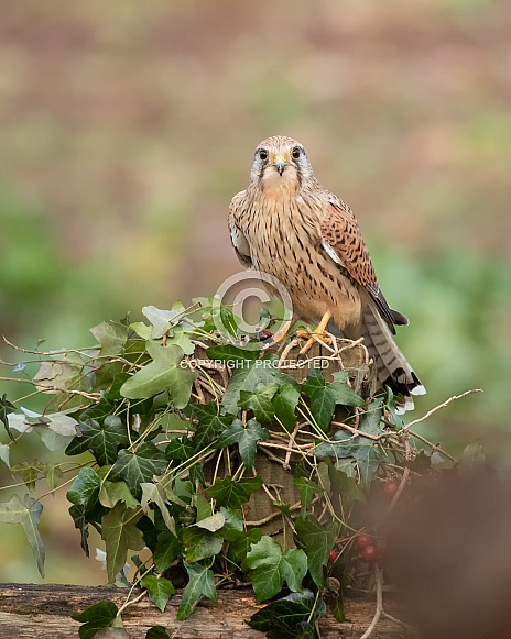 Female Common Kestrel