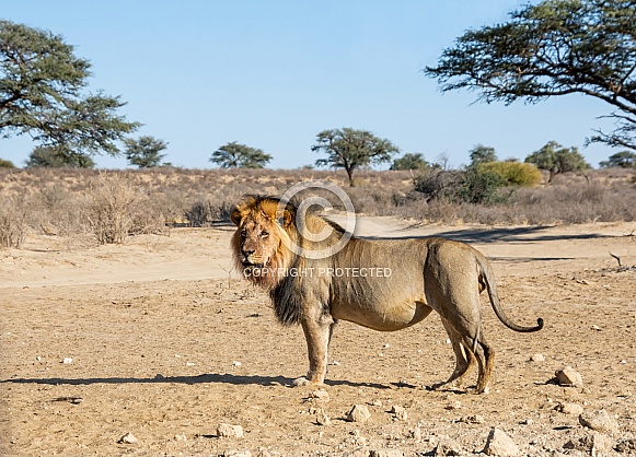 Male Kalahari Lion
