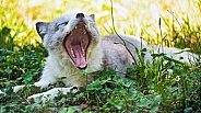 Arctic fox yawning