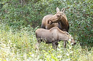 The moose or elk (Alces alces)