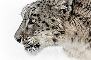 Snow Leopard-Snow Leopard Attitude