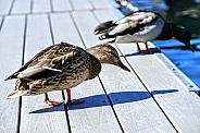 Female Mallard Duck Standing on Pier