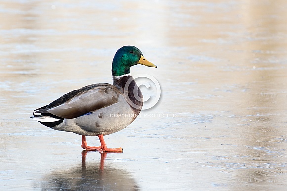 Mallard Drake