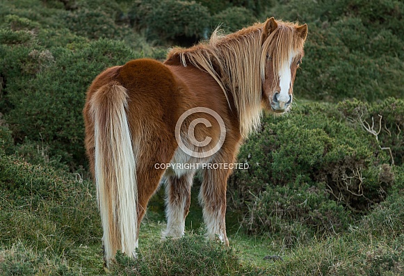 Carneddau Pony Carneddau Pony