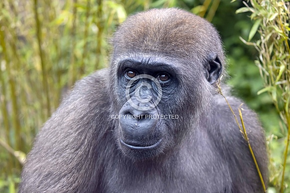 Western Lowland Gorilla (Gorilla Gorilla Gorilla)