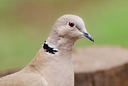 Collared Dove portrait