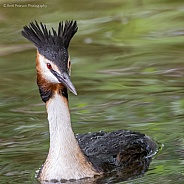 Great-Crested-Grebe