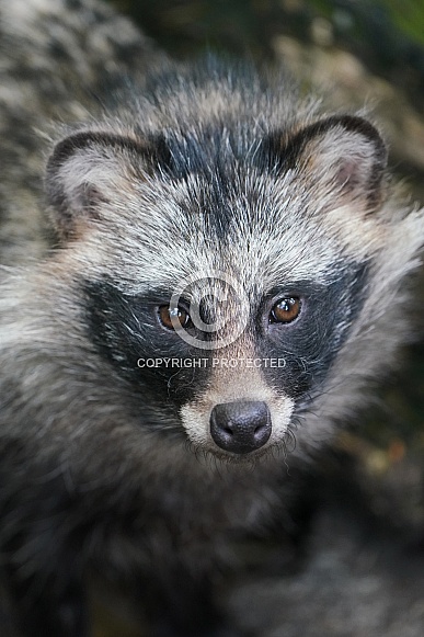 Raccoon Dog Raccoon Dog