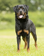 Rottweiler