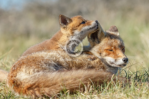 Red fox cub and mother