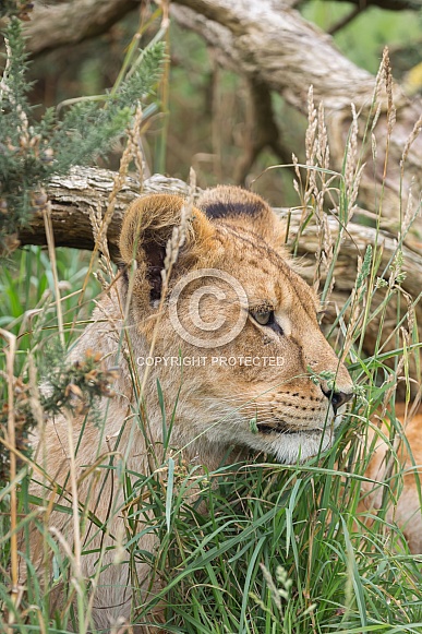African Lion (young) African Lion (young)