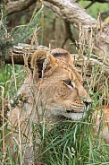 African Lion (young)