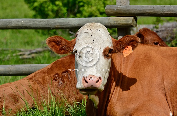 Brown & White Cow Brown & White Cow