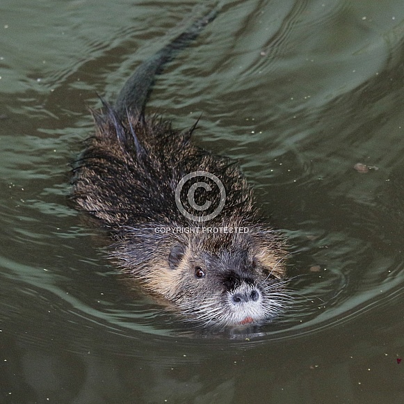 Coypu