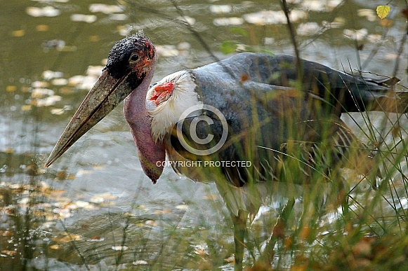 Marabou Stork Marabou Stork