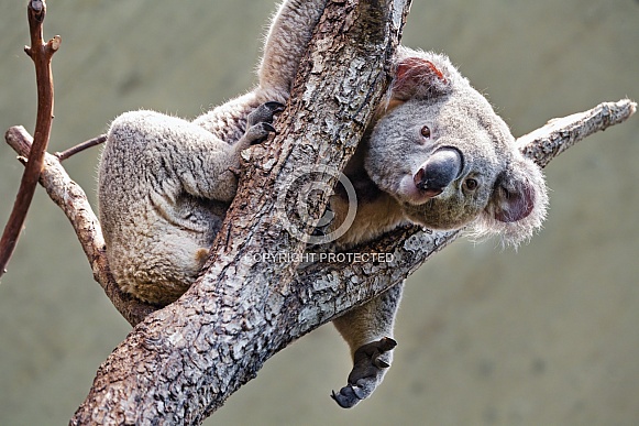 Koala on tree Koala on tree