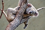 Koala on tree