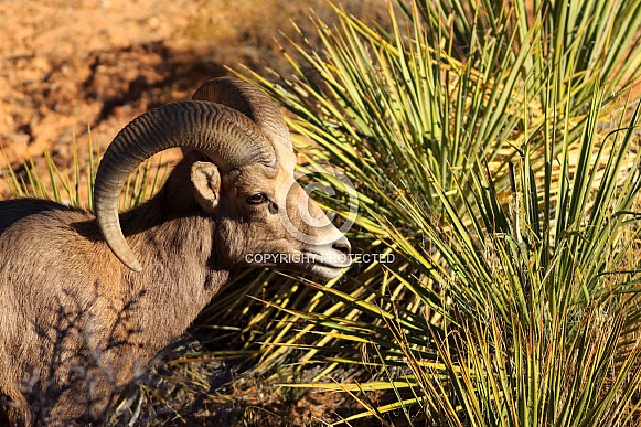 Desert Bighorn Sheep Desert Bighorn Sheep