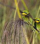 Little Bee-Eater - Okavango Delta - Botswana