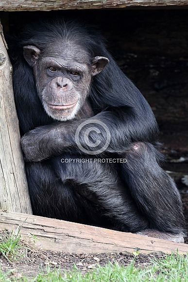 Chimpanzee (Pan troglodytes)