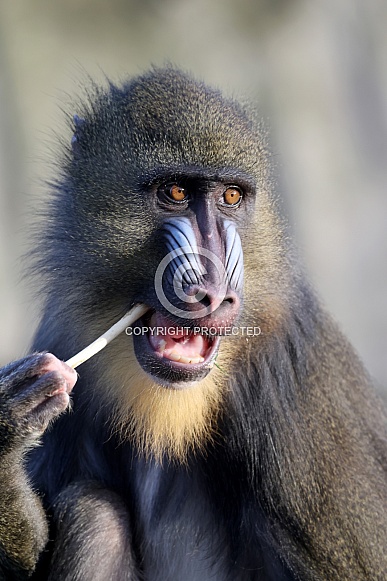 Mandrill (Mandrillus sphinx)