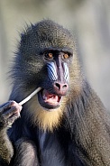 Mandrill (Mandrillus sphinx)