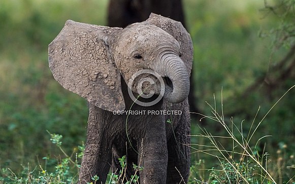 Elephant Calf