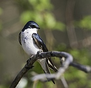 A Tree Swallow Sitting Pretty in Alaska