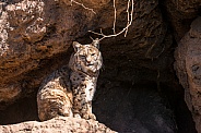 Bobcat