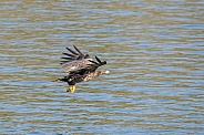 White tailed eagle or European Eagle