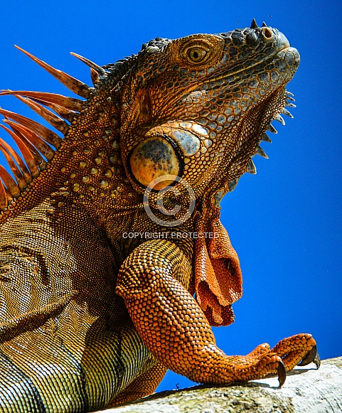 Iguana Portrait Iguana Portrait