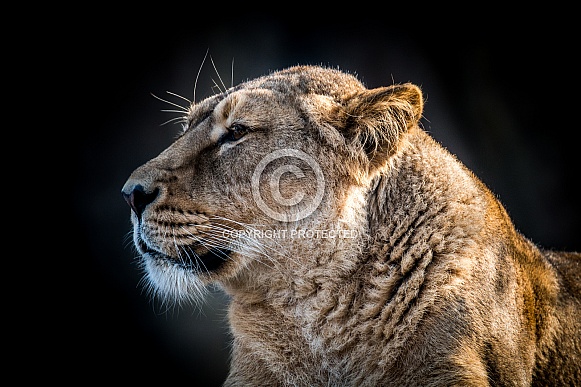 Asiatic Lioness