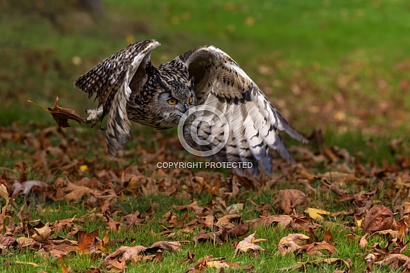Eurasian Eagle Owl Eurasian Eagle Owl
