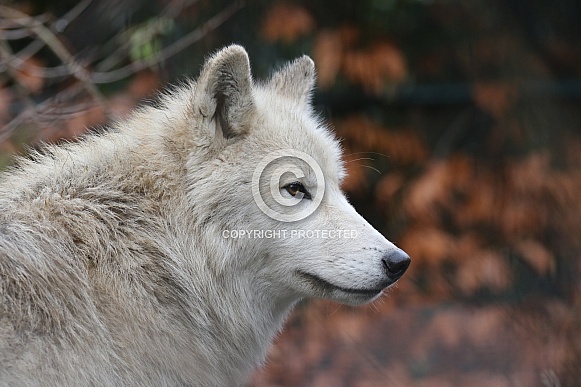 Hudsonbay wolf