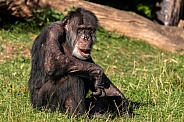 Chimpanzee Sitting Relaxed Full Body
