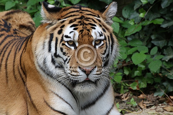 Amur tiger